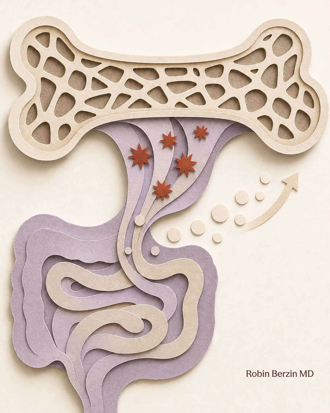 Bone Loss, Inflammation & Gut Health: The Missing Link editorial cut-paper collage illustration